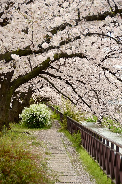 天神川　桜のトンネル_a0169902_095978.jpg