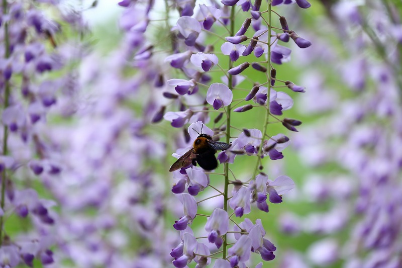 樹齢７００年とも言われる西新井大師の藤の花、さて花房１ｍになるかどうか。_b0291402_07494806.jpg