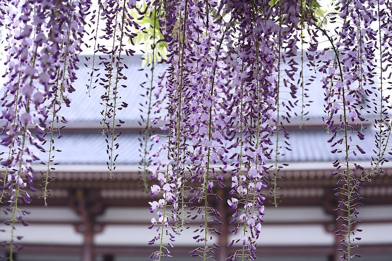 樹齢７００年とも言われる西新井大師の藤の花、さて花房１ｍになるかどうか。_b0291402_07500219.jpg