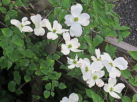 d0046702_4585416.jpg