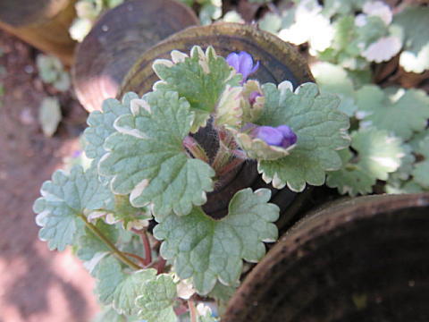 d0046702_511575.jpg