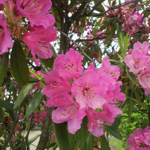 赤塚植物園のシャクナゲガーデン_e0099212_22473754.jpg