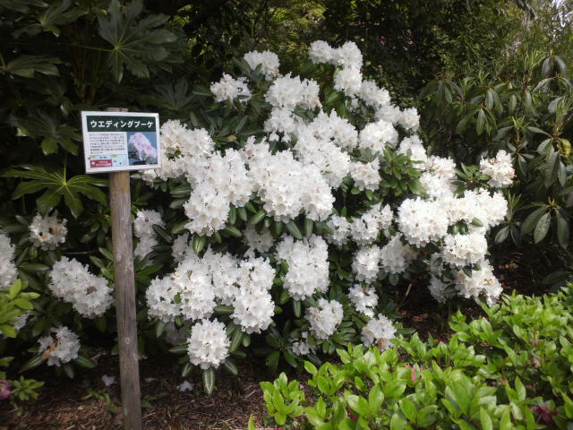 赤塚植物園のシャクナゲガーデン_e0099212_2251248.jpg