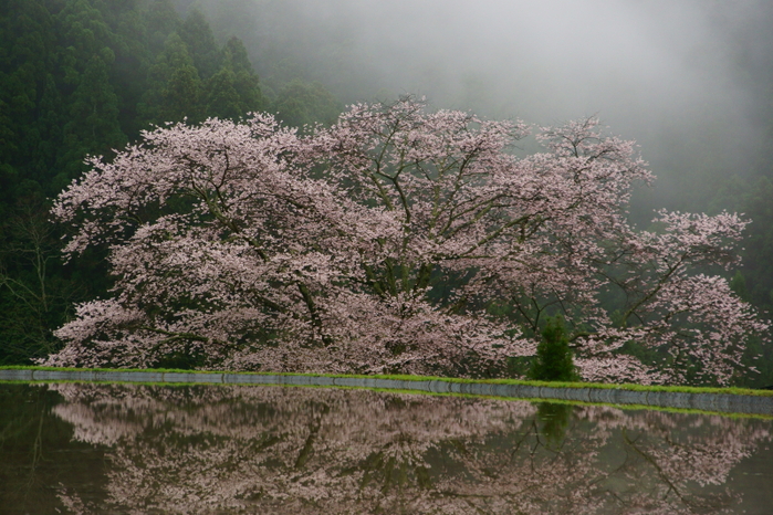 諸木野牛繋ぎの桜_e0177413_20112368.jpg