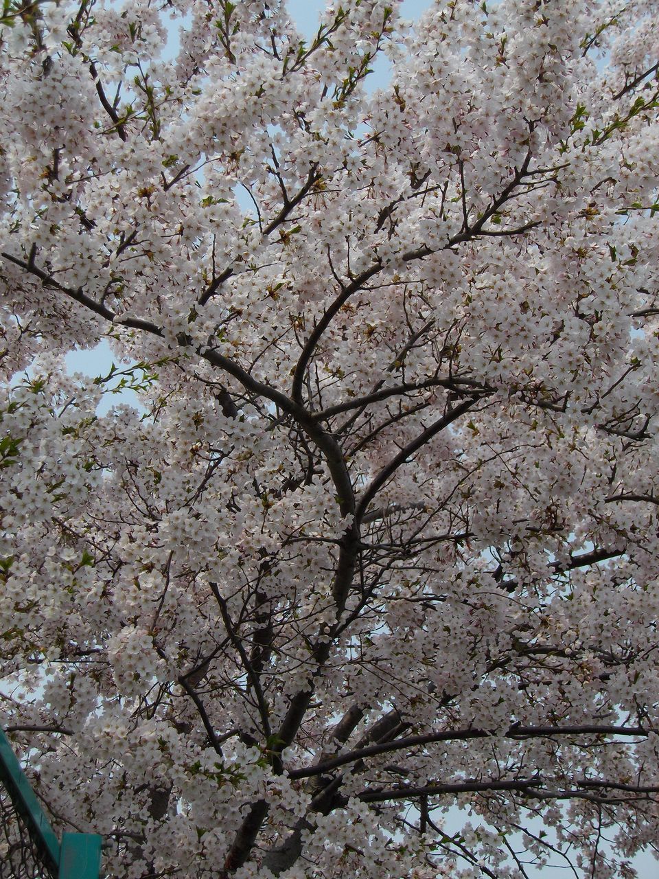 サクラ・桜・さくら でもPM2.5_c0025115_19343031.jpg