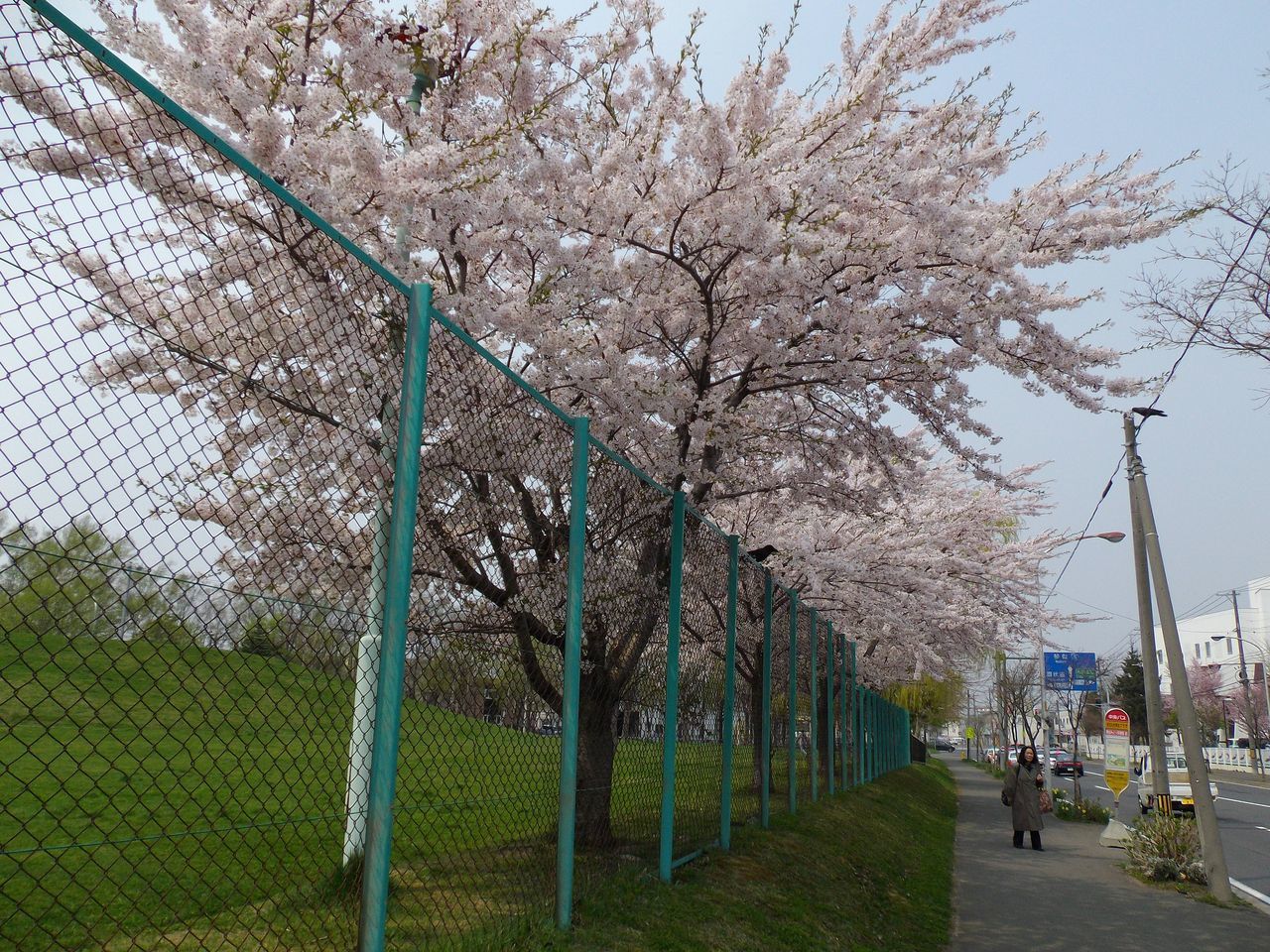サクラ・桜・さくら でもPM2.5_c0025115_19343320.jpg