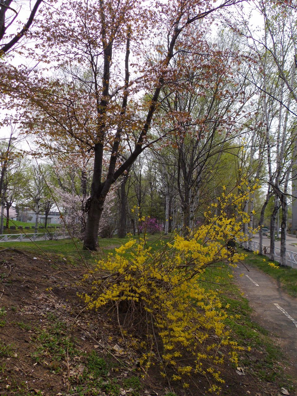 サクラ・桜・さくら でもPM2.5_c0025115_19344759.jpg