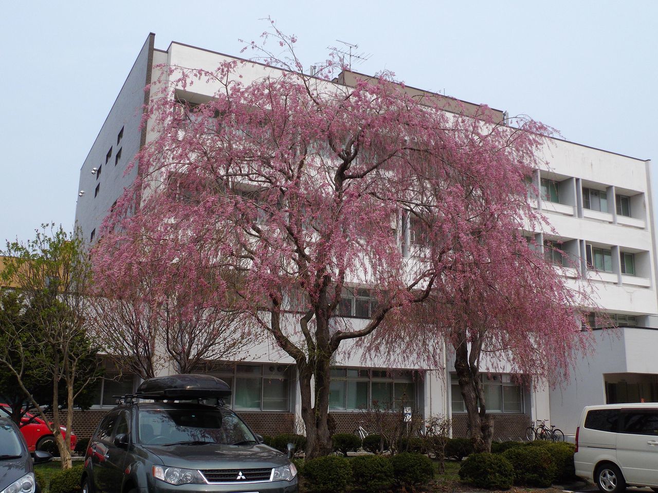 サクラ・桜・さくら でもPM2.5_c0025115_19345154.jpg