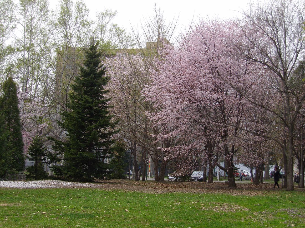 サクラ・桜・さくら でもPM2.5_c0025115_19345361.jpg