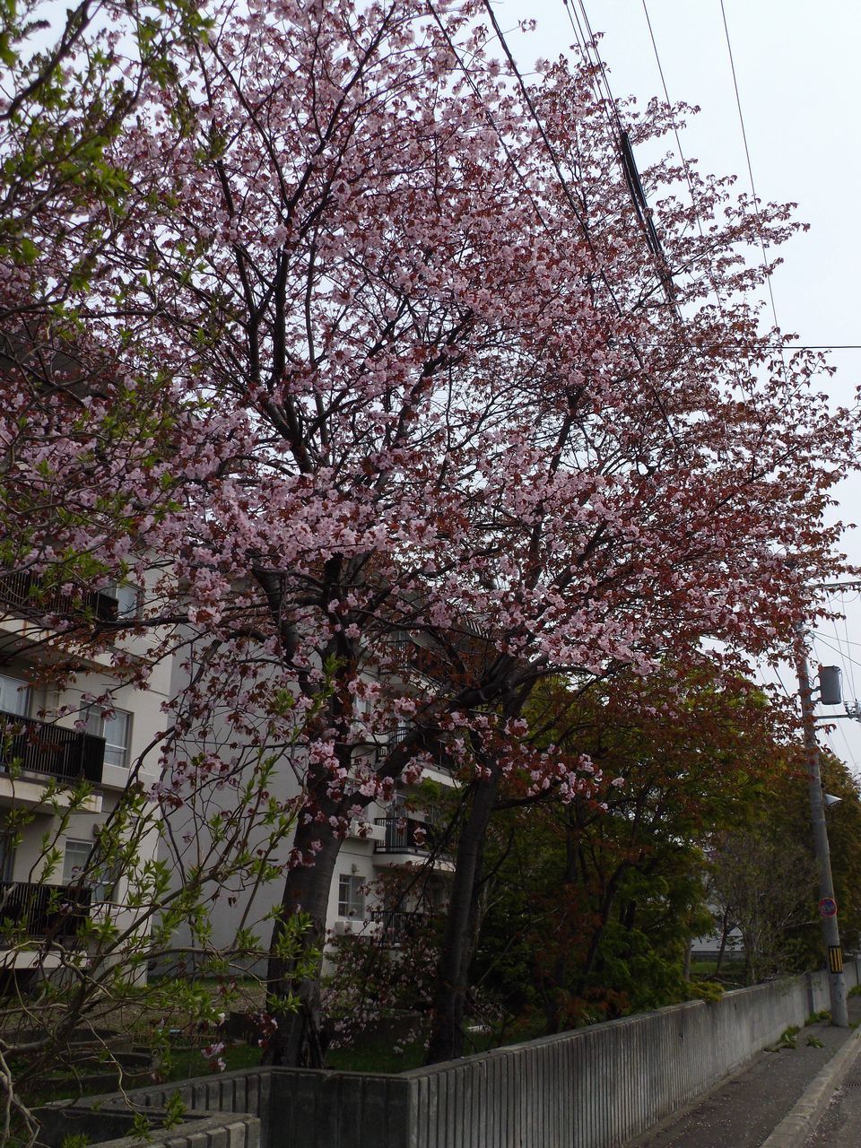 サクラ・桜・さくら でもPM2.5_c0025115_19385801.jpg