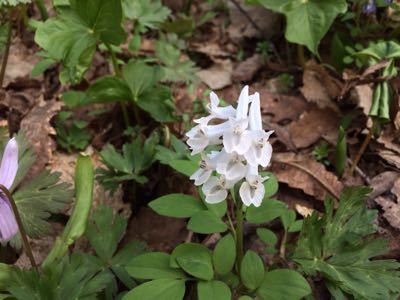 春の花が見頃だよ(^^)_f0096216_9204311.jpg