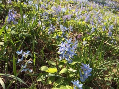 春の花が見頃だよ(^^)_f0096216_9204890.jpg