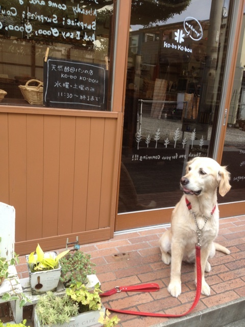 昨日のパンとお店とお願い(=^x^=)_e0338620_11345301.jpg