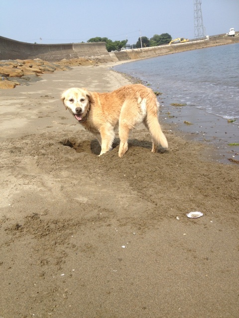 小町の夏休み～海_e0338620_11351491.jpg