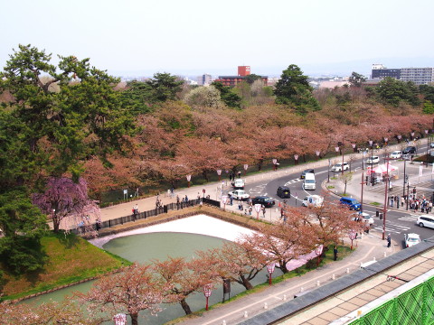 弘前公園の桜*2015.04.27_b0147224_20464111.jpg