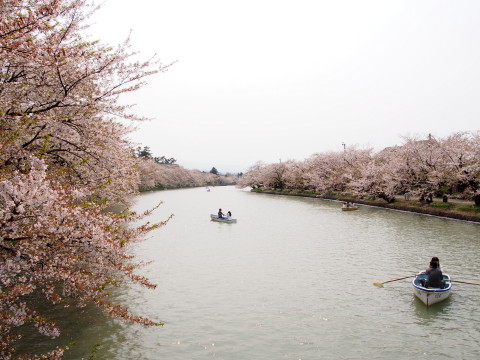 弘前公園の桜*2015.04.27_b0147224_20533648.jpg