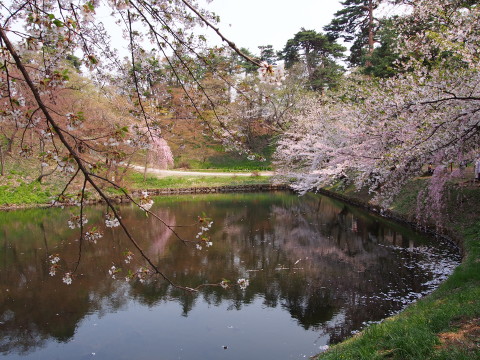 弘前公園の桜*2015.04.27_b0147224_20544536.jpg