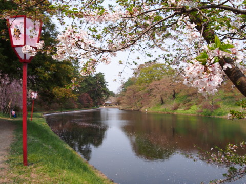 弘前公園の桜*2015.04.27_b0147224_20551223.jpg