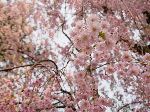 弘前公園の桜*2015.04.27_b0147224_20553472.jpg