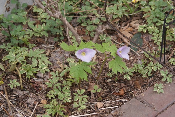 f0170524_1844965.jpg