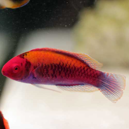 バリ便空振りww海水魚入荷&明日はサンゴ!!_d0221436_2105092.jpg