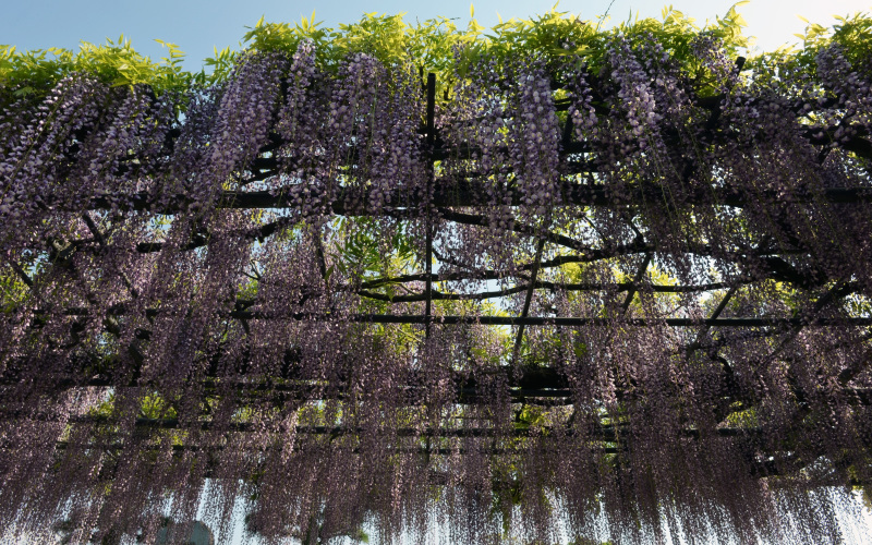 今年も 香川県 三豊市の 萬福寺へ ①_d0246136_09320040.jpg