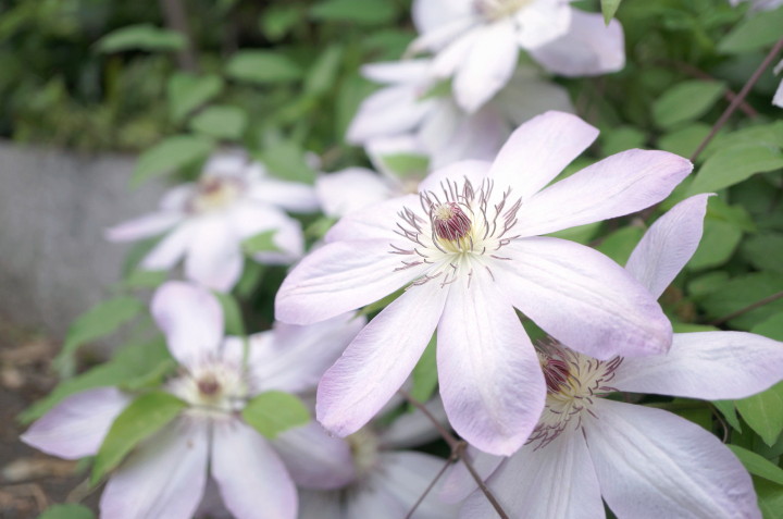 4.28　旬の春花　ハイキーで_d0241937_15542329.jpg