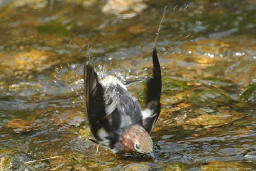 柳瀬川のコムクドリ Chestnut-cheeked Starling_f0206939_19272352.jpg