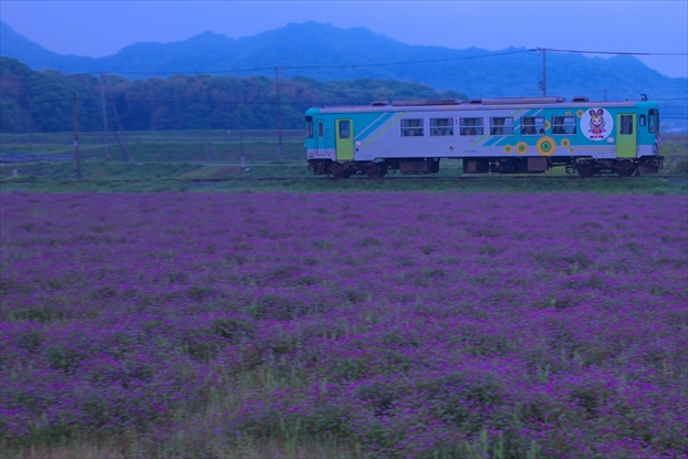 朝撮り～北条鉄道　長駅れんげ畑と、笠原第５踏切　列車あり_c0104242_21565768.jpg