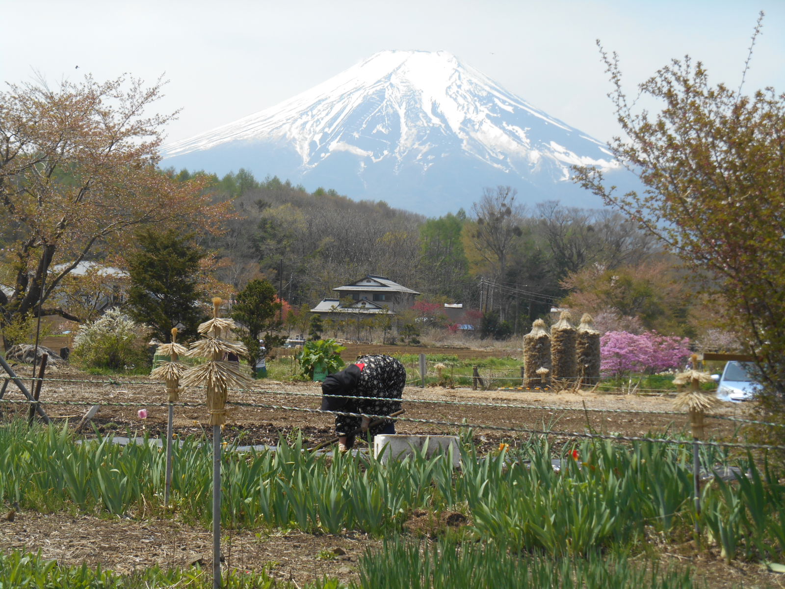 山中湖・花の都　①_e0297347_15524173.jpg