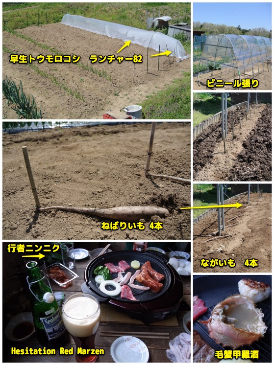 工作と畑が忙しい_c0063348_9264333.jpg