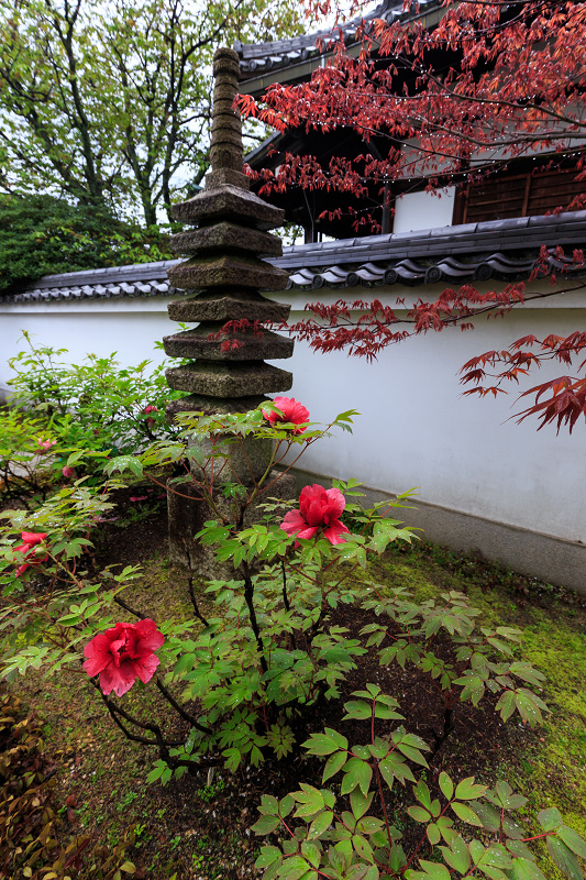 八重桜咲く頃（本満寺）_f0155048_22531483.jpg