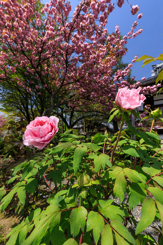 八重桜咲く頃（本満寺）_f0155048_2335992.jpg