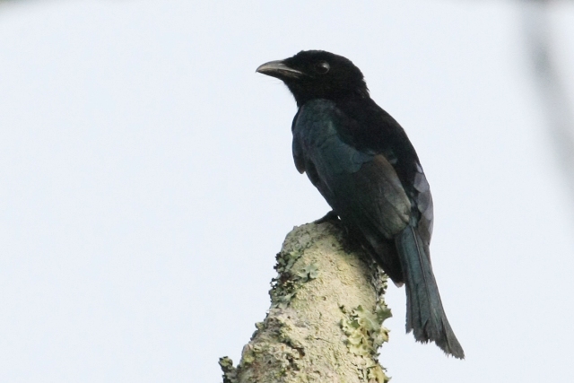 フィリピン転戦05野鳥編4_b0144049_10111138.jpg