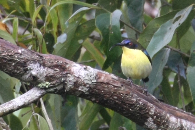 フィリピン転戦05野鳥編4_b0144049_12245981.jpg