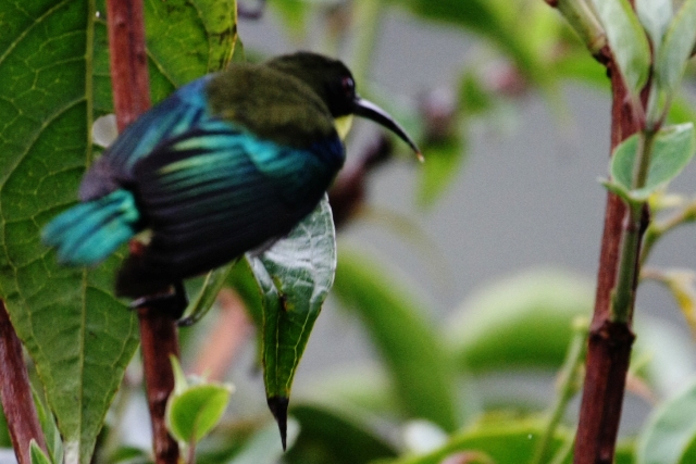 フィリピン転戦05野鳥編4_b0144049_12251439.jpg