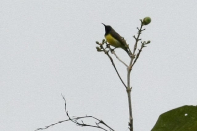 フィリピン転戦05野鳥編4_b0144049_1242214.jpg