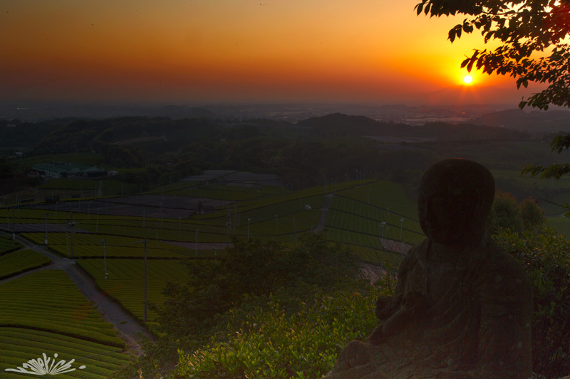 お茶の香りが！！！での夜遊び？_a0057752_1418877.jpg