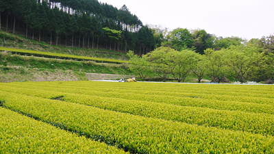 菊池水源茶 茶摘みまで寒冷紗をかけて濃い色に育て上げます!有機抹茶『雲上の白』_a0254656_1818074.jpg