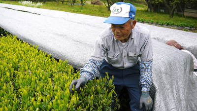 菊池水源茶 茶摘みまで寒冷紗をかけて濃い色に育て上げます!有機抹茶『雲上の白』_a0254656_18234598.jpg