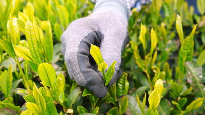 菊池水源茶 茶摘みまで寒冷紗をかけて濃い色に育て上げます!有機抹茶『雲上の白』_a0254656_18263194.jpg