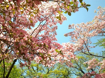 ハナミズキ_a0061057_158718.jpg