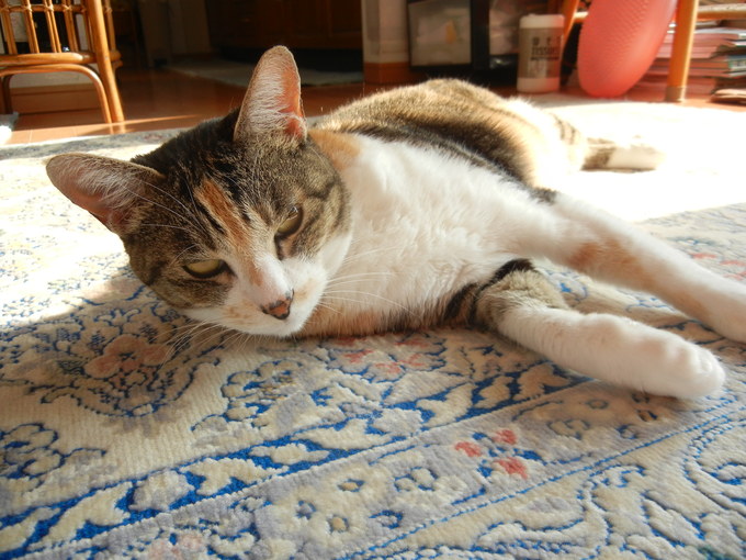 ’15,4,28(火)猫派ですか? 犬派ですか?_f0060461_750294.jpg