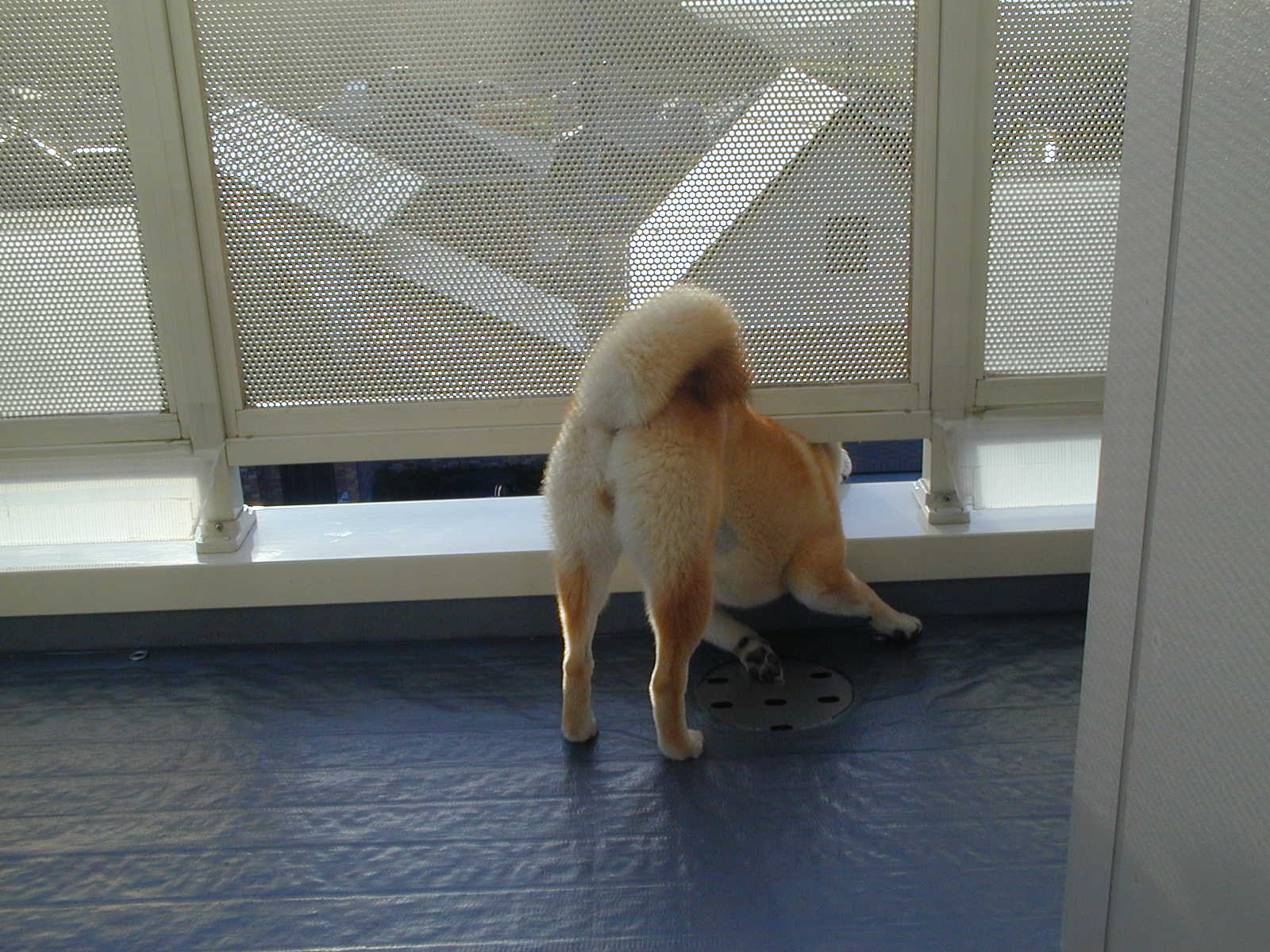 ’15,4,28(火)猫派ですか? 犬派ですか?_f0060461_814520.jpg