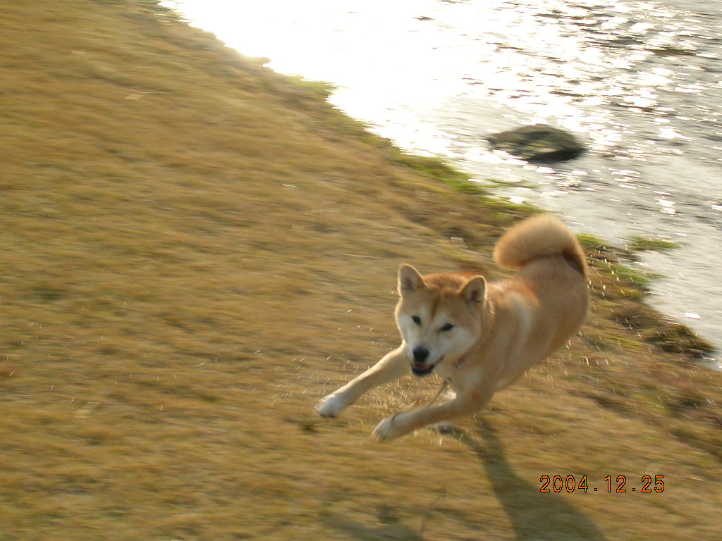 ’15,4,28(火)猫派ですか? 犬派ですか?_f0060461_8184121.jpg