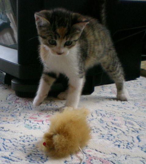 ’15,4,28(火)猫派ですか? 犬派ですか?_f0060461_8242511.jpg