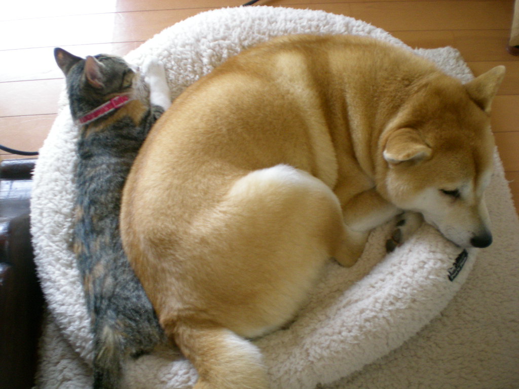 ’15,4,28(火)猫派ですか? 犬派ですか?_f0060461_8283563.jpg