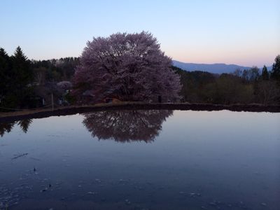群馬県⭐︎ 樹齢300年の 天王桜_c0151965_165633.jpg