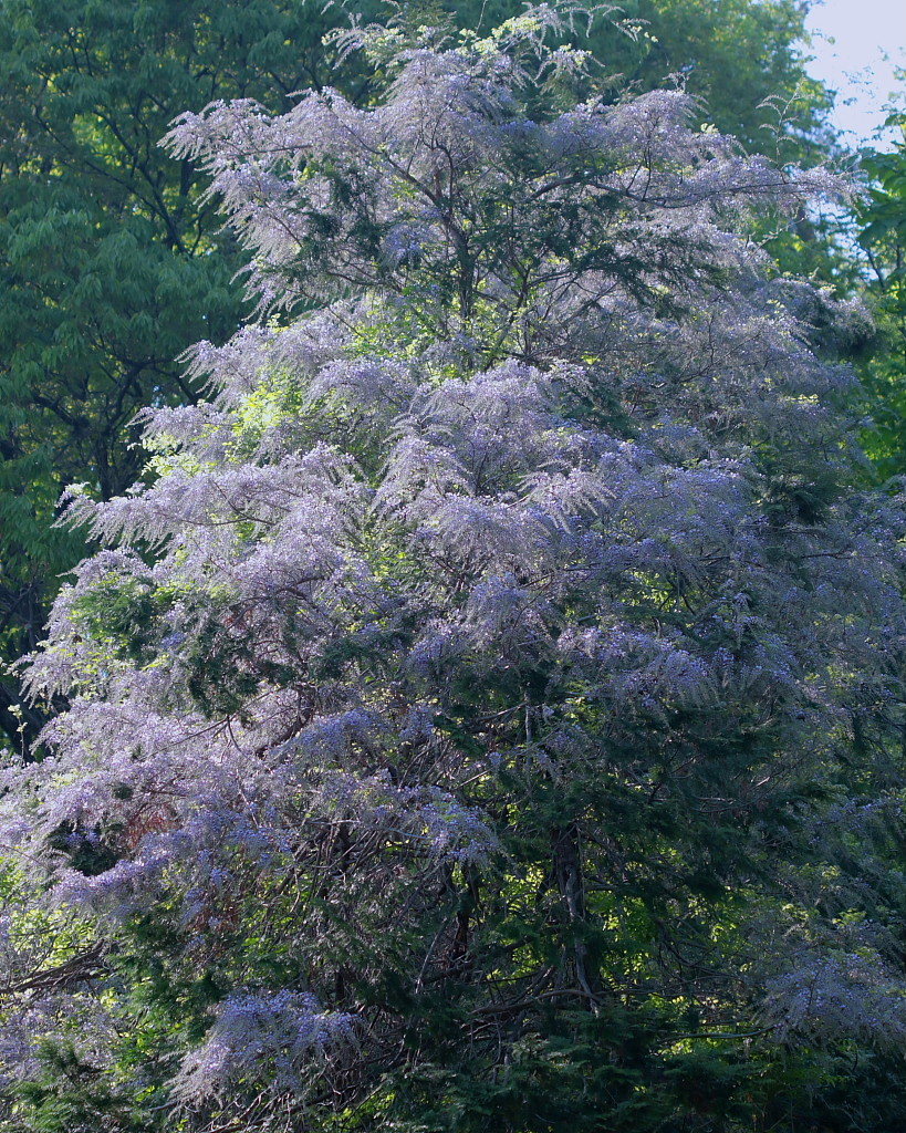 c0305565_18122519.jpg