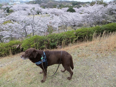 2015桜散歩の写真_d0120665_23290189.jpg